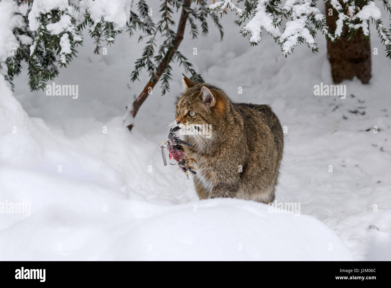 Europäische Wildkatze (Felis Silvestris Silvestris) mit Vogel Beute im Mund im Schnee im winter Stockfoto