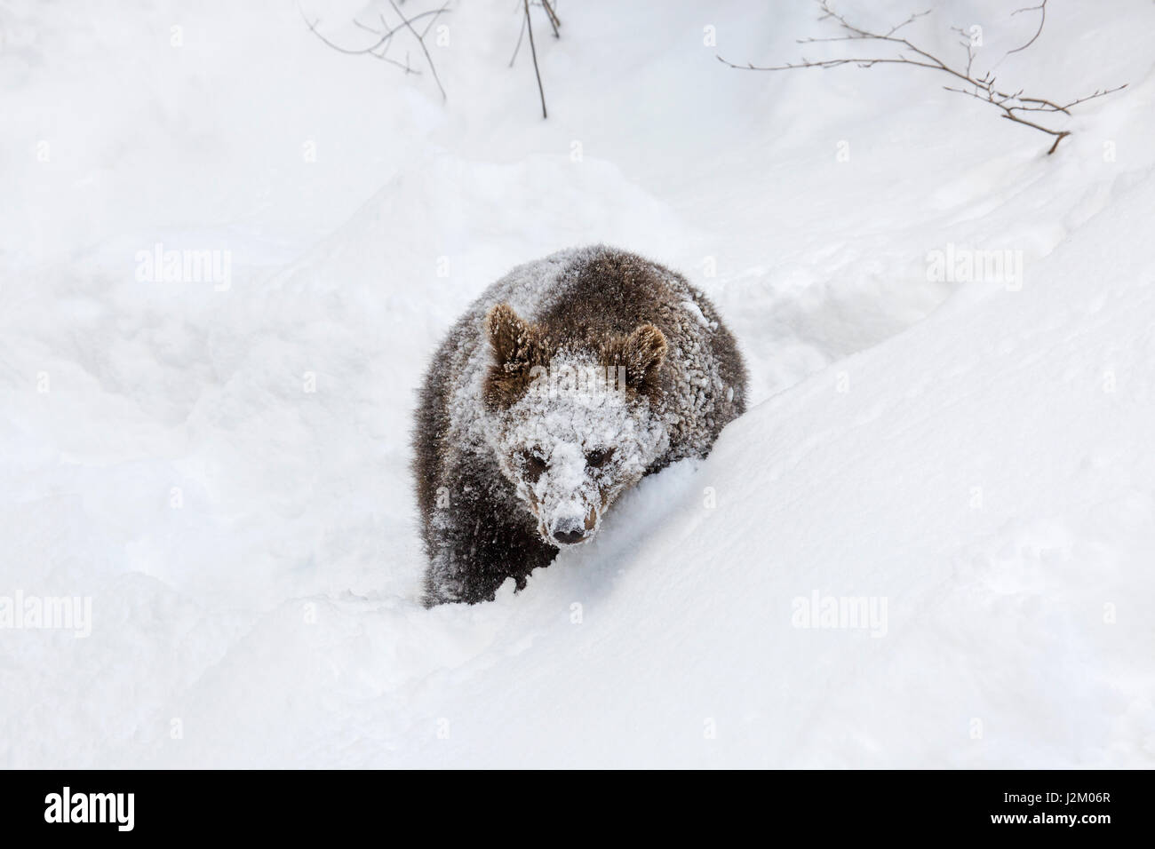 Ein Jahr alt Brown Bear Cub (Ursus Arctos Arctos) Wandern im Tiefschnee im Winter / Frühjahr Stockfoto
