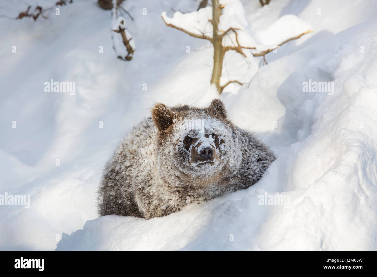 Ein Jahr alt Brown Bear Cub (Ursus Arctos Arctos) Wandern im Tiefschnee im Winter / Frühjahr Stockfoto