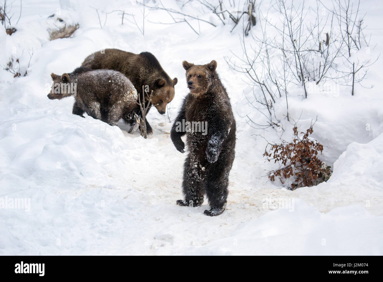 Weibchen und zwei 1-Year-Old Brown Bear Cubs (Ursus Arctos Arctos) in den Schnee im Winter / Frühjahr Stockfoto