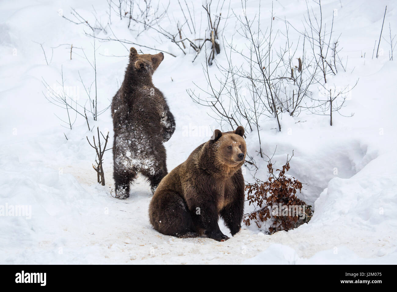 Weibliche und 1-Year-Old Brown Bear Cub (Ursus Arctos Arctos) verlassen Höhle im Schnee im winter Stockfoto