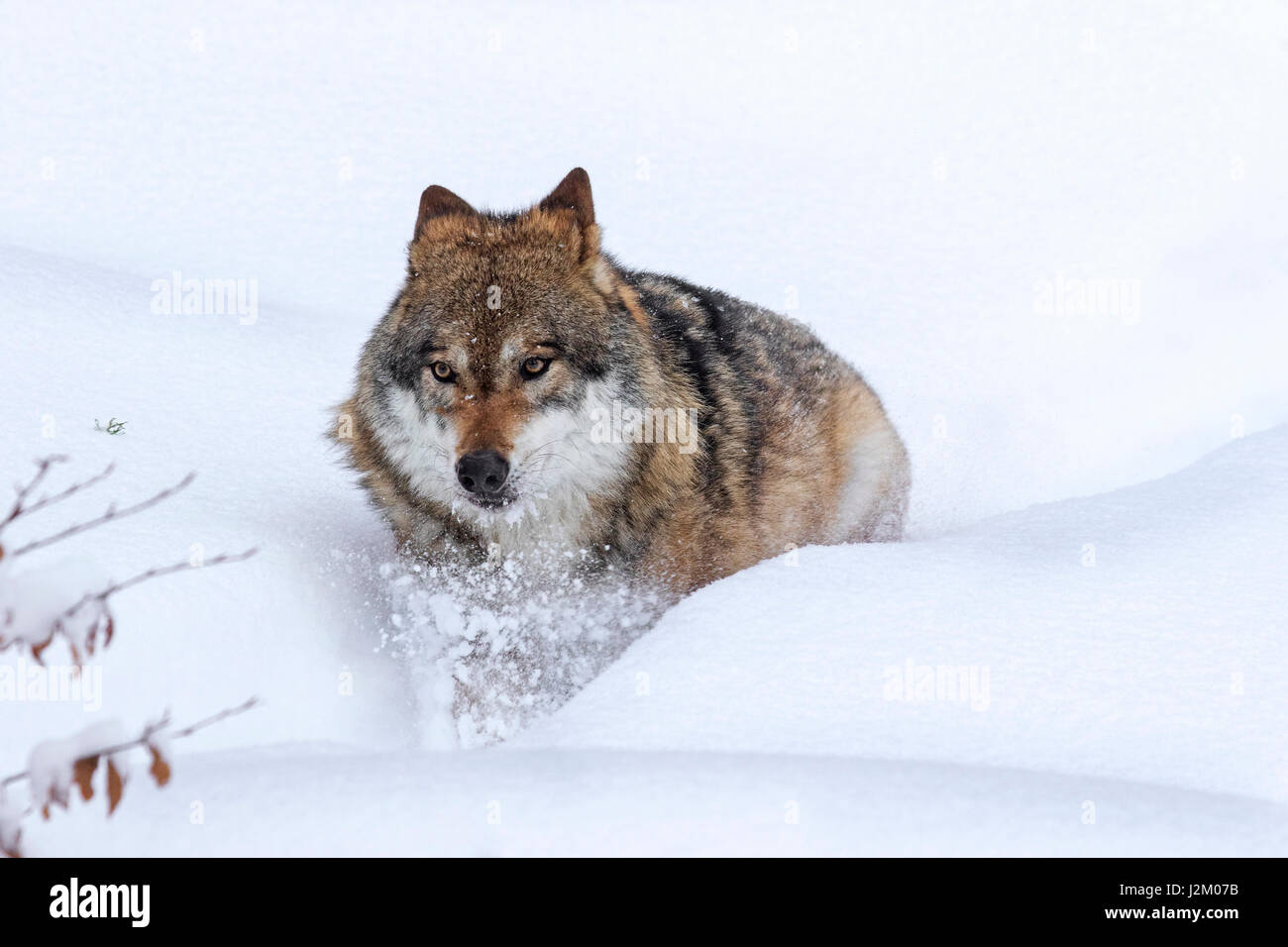 Grauer Wolf / grey Wolf (Canis Lupus) auf Nahrungssuche im Tiefschnee im winter Stockfoto