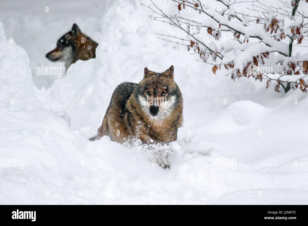 Zwei graue Wölfe / grey (Canis Lupus) Wolfsjagd im Tiefschnee im Winter Stockfoto