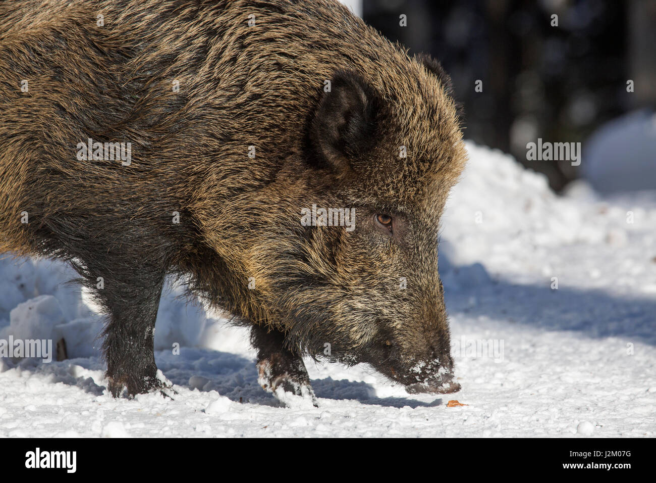 Close-up Portrait von Wildschwein (Sus Scrofa) Eber auf Nahrungssuche im Schnee im winter Stockfoto