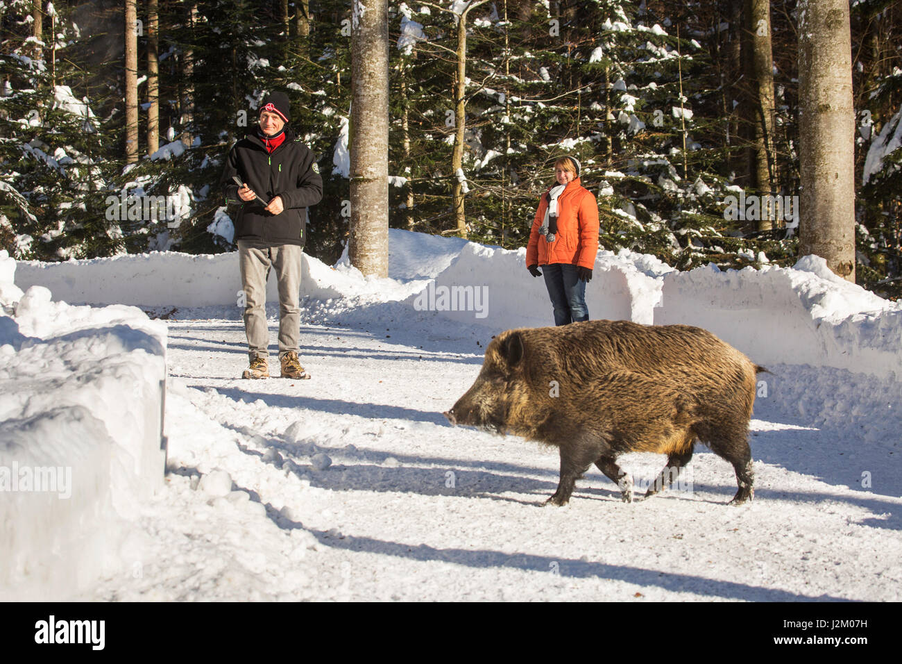 Wildschwein (Sus Scrofa) Überquerung Forststraße in der Nähe von Wanderer im Schnee im winter Stockfoto