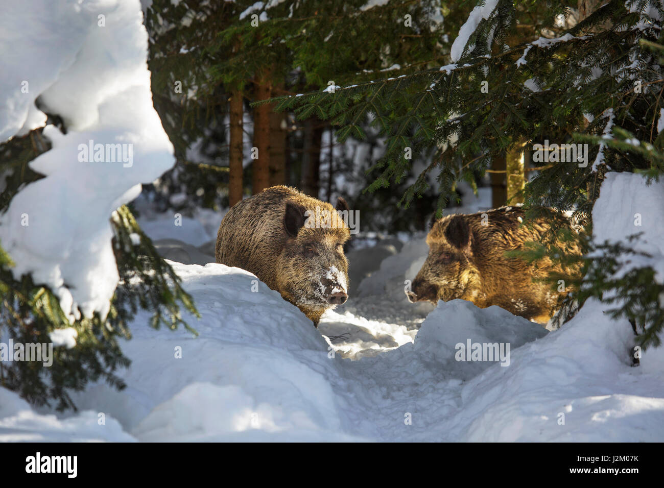 Zwei Wildschweine (Sus Scrofa) auf Nahrungssuche in Kiefernwald im Schnee im winter Stockfoto