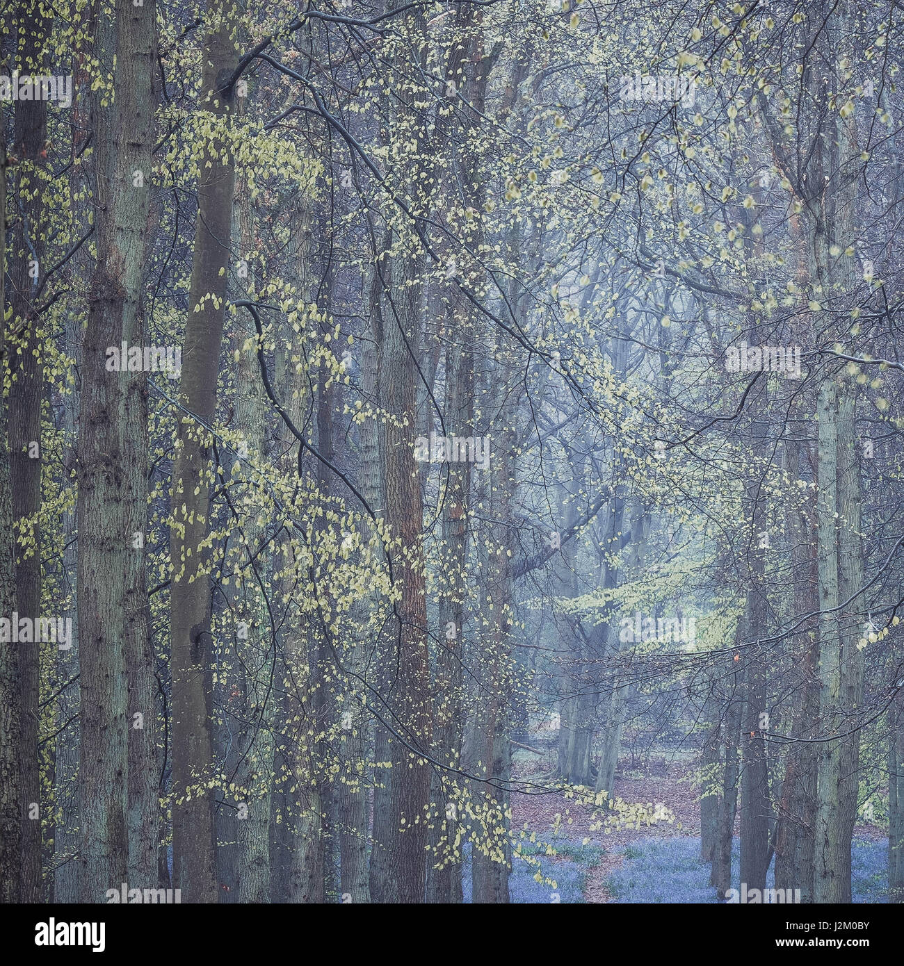 Ein Farbbild von Dockey Woods, Hertfordshire im Frühling 2017 Während die bluebells Blühen, obwohl der Schwerpunkt dieses Bild ist Buche. Stockfoto