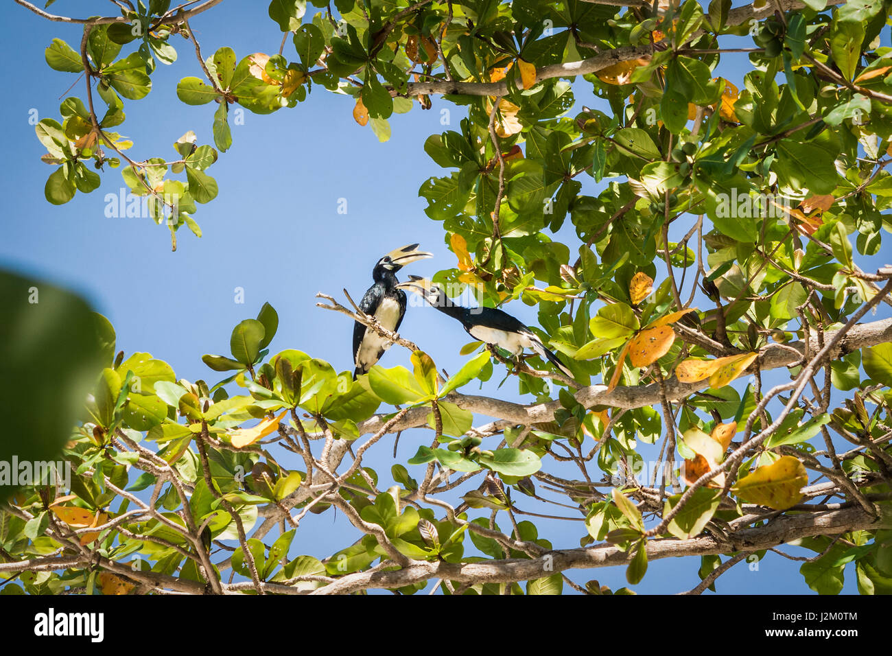 Oriental pied Hornbill, Anthracoceros albirostris Stockfoto