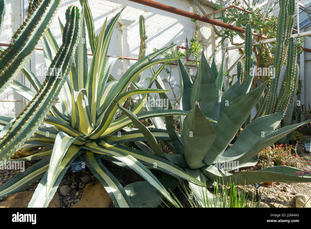 Pflanzen Kakteen in einem lokalen Garten-Center. Stockfoto