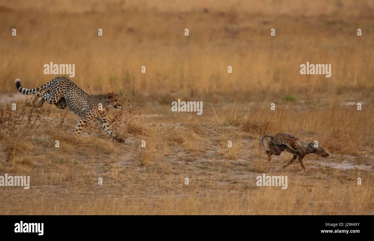 Ein junger Gepard jagt ein Schakal in Sambia. Stockfoto