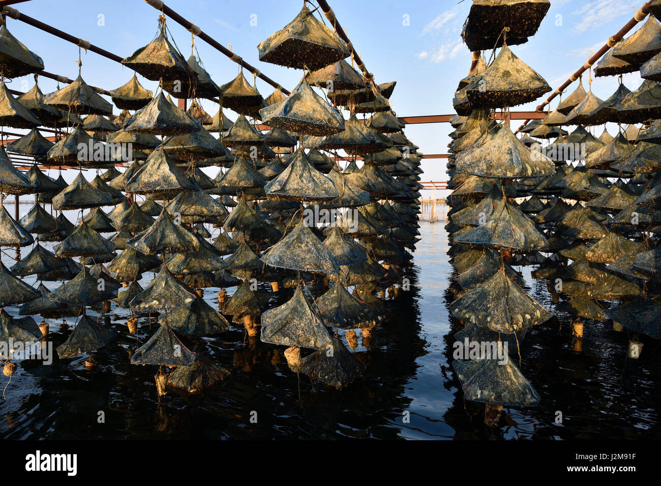 Frankreich, Herault, Bouzigues, Etang de Thau, Zucht in Aufhängung an Seilen in die Auster-park Stockfoto