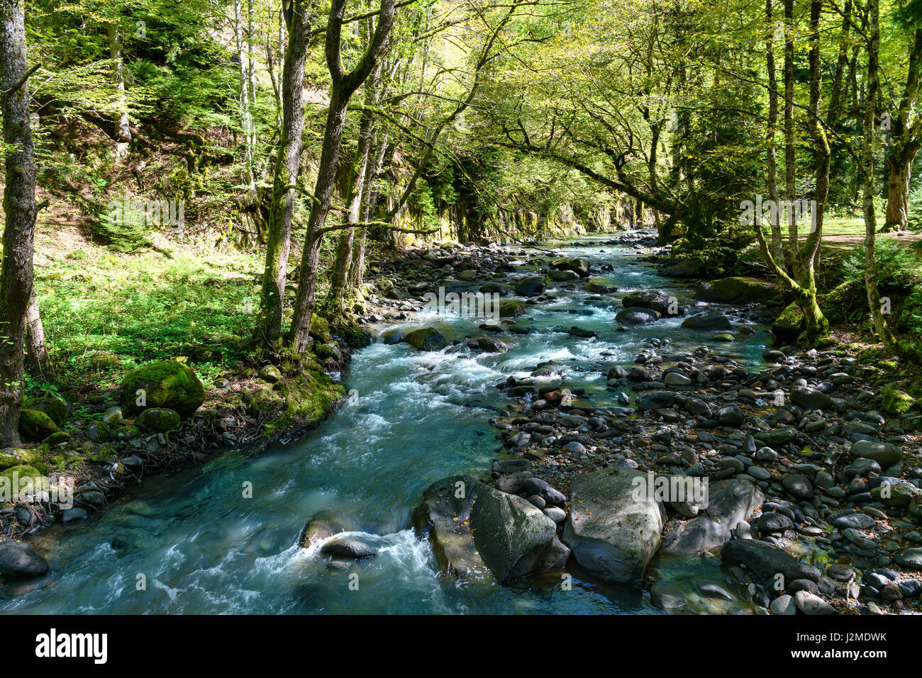 Borjomula Fluss im Wald von Mineral Water Park in Borjomi.