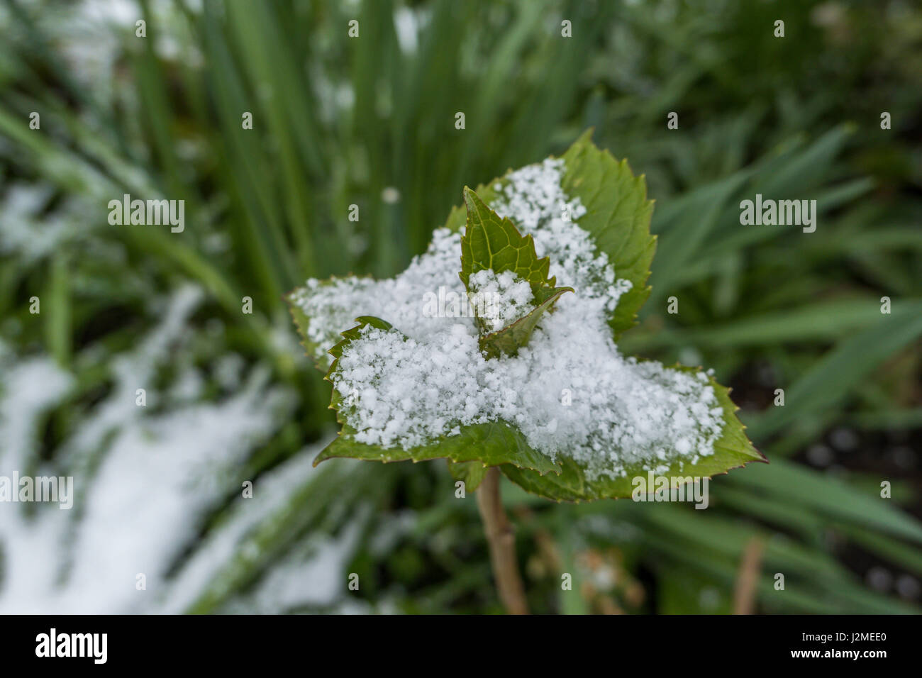 Garten nach plötzlicher Schneefall im April, Bayern, Deutschland, Europa Stockfoto