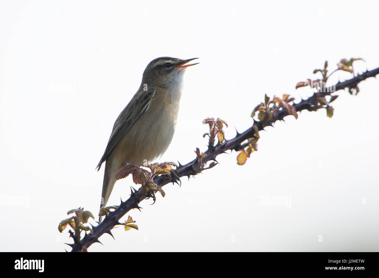 Ein Schilfrohrsänger (Acrocephalus Schoenobaenus) singen von Gestrüpp, einen Kumpel im Frühjahr anzuziehen, Rye harbour Nature Reserve, East Sussex, UK Stockfoto