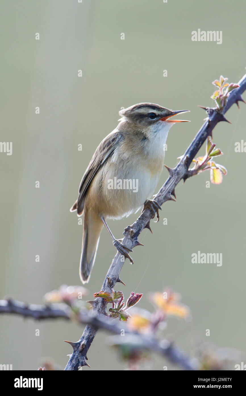 Ein Schilfrohrsänger (Acrocephalus Schoenobaenus) singen von Gestrüpp, einen Kumpel im Frühjahr anzuziehen, Rye harbour Nature Reserve, East Sussex, UK Stockfoto