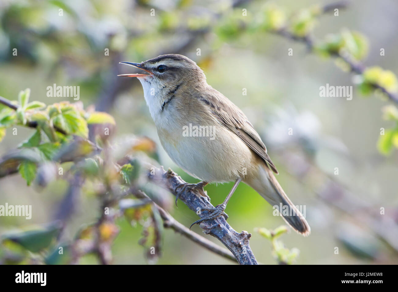 Ein Schilfrohrsänger (Acrocephalus Schoenobaenus) singen von Gestrüpp, einen Kumpel im Frühjahr anzuziehen, Rye harbour Nature Reserve, East Sussex, UK Stockfoto