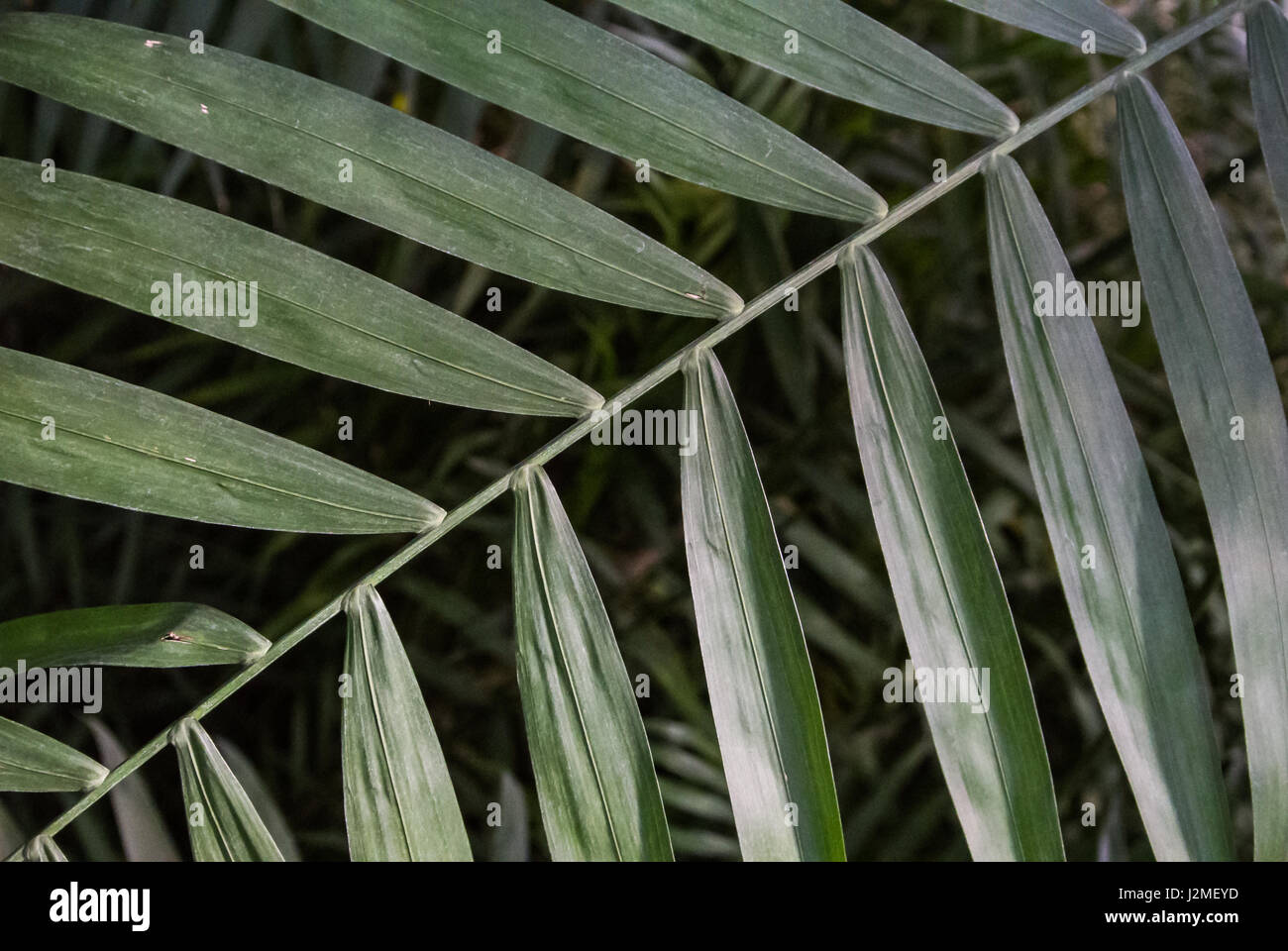 Palm Leaf Textur, dunkelgrünen natürlichen Hintergrund. Stockfoto