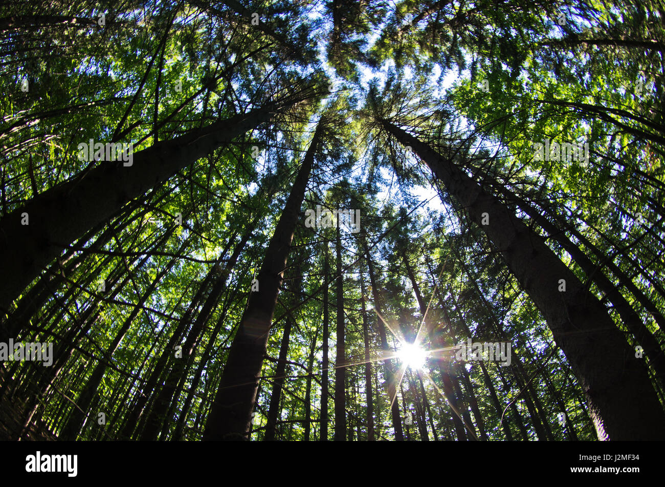 Fisheye Blick auf Baumkronen in einen dichten Wald, West-Rumänien Stockfoto