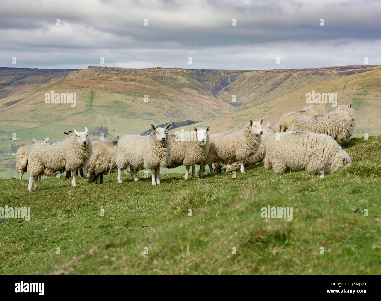 North Country Cheviot Schafe, Edale, Derbyshire. Stockfoto