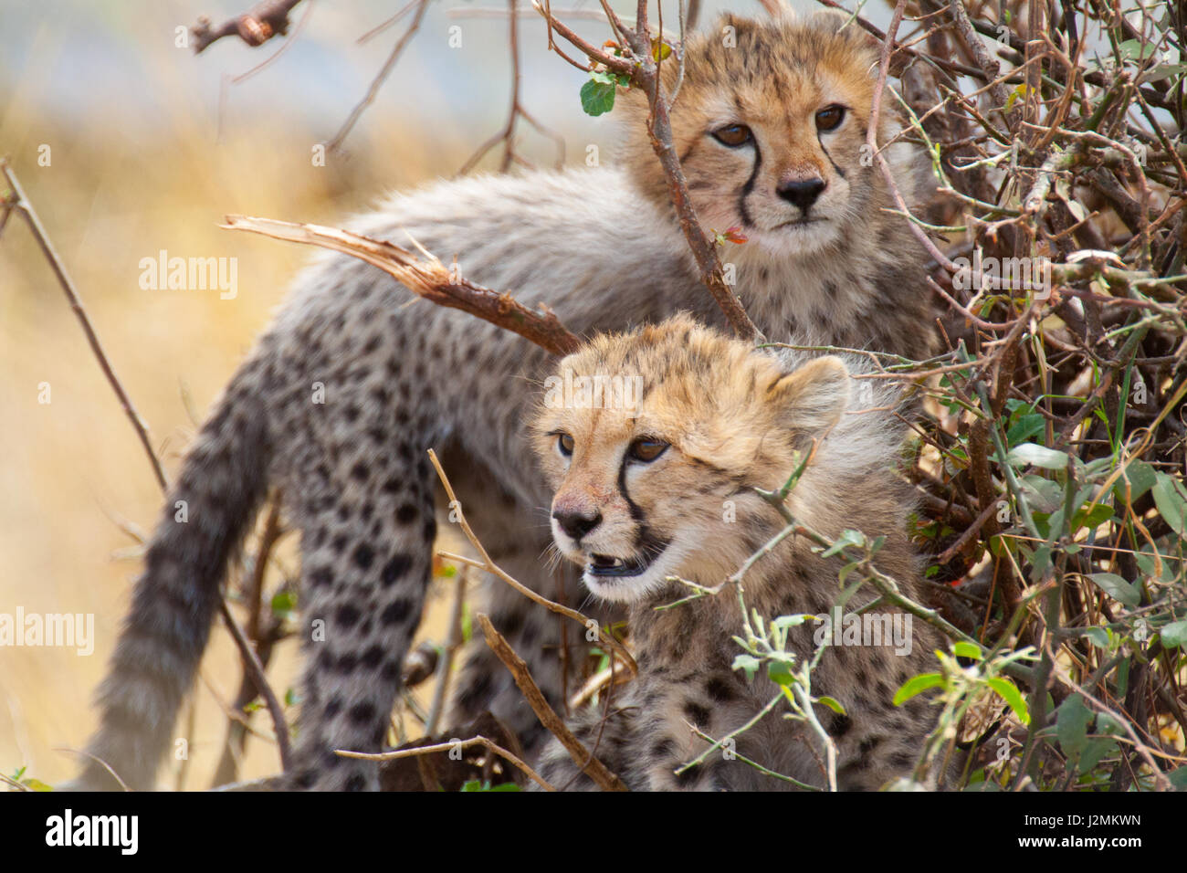 Zwei jungen Geparden (Acinonyx Jubatus) spielen in einem Busch auf der kenianischen Savanne. Masai Mara Nationalpark, Kenia. Stockfoto