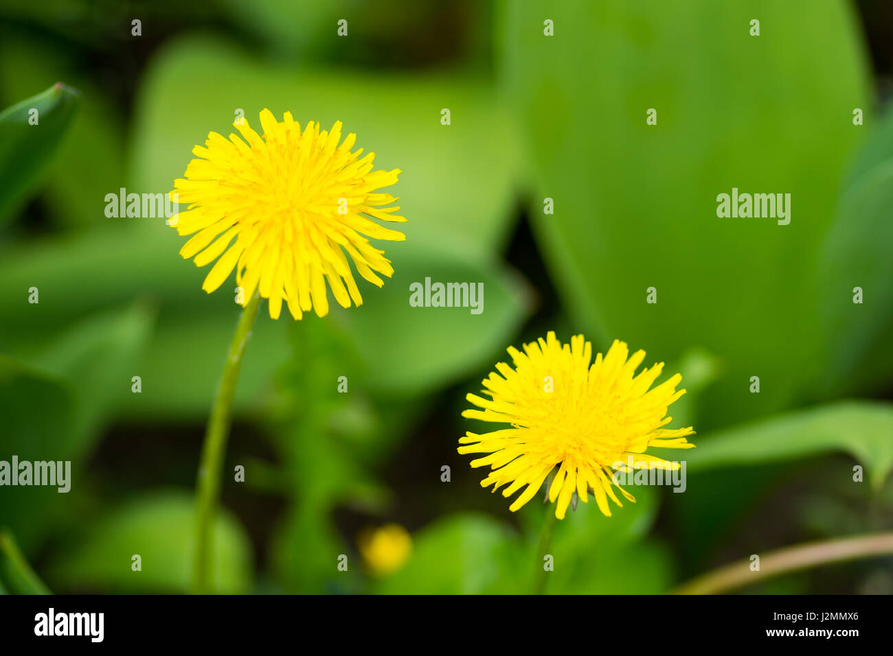 Löwenzahn gelbe Blütenblätter Mitte Fokus Unschärfe Hintergrund Stockfoto