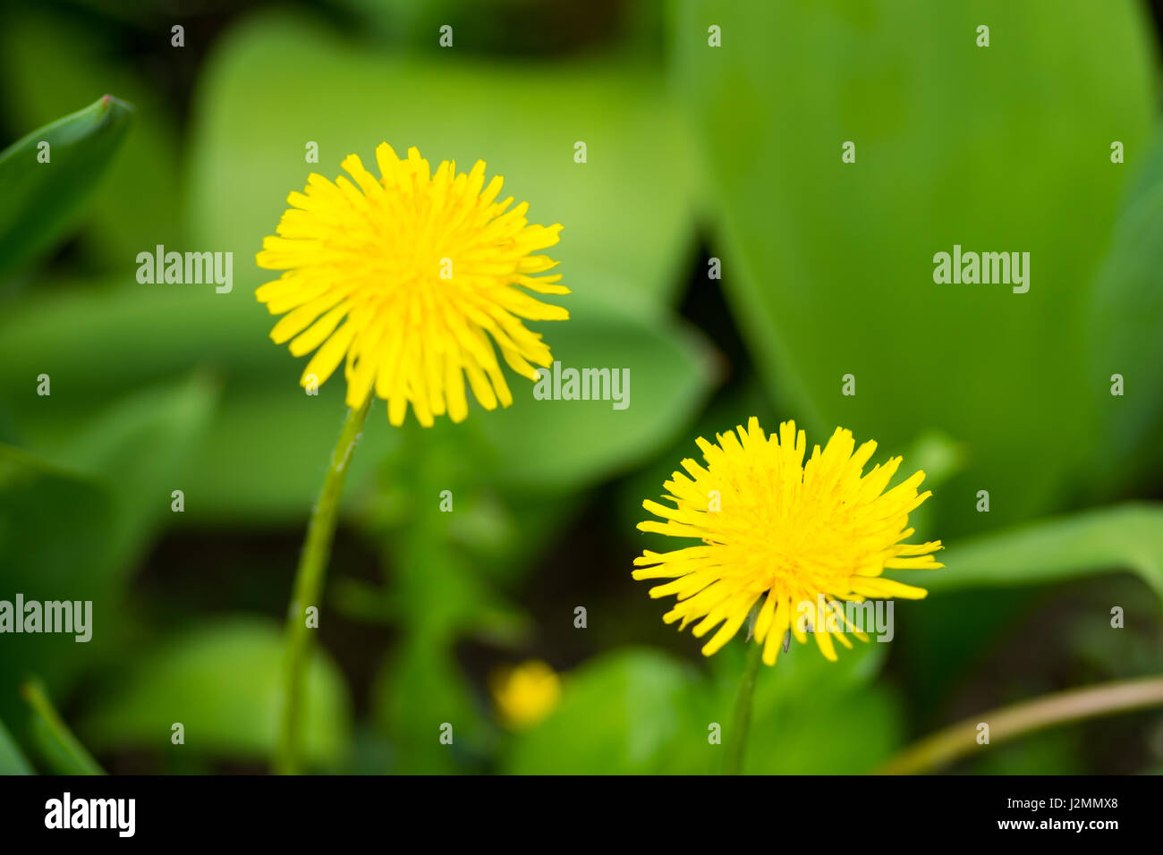 Löwenzahn gelbe Blütenblätter Mitte Fokus Unschärfe Hintergrund Stockfoto