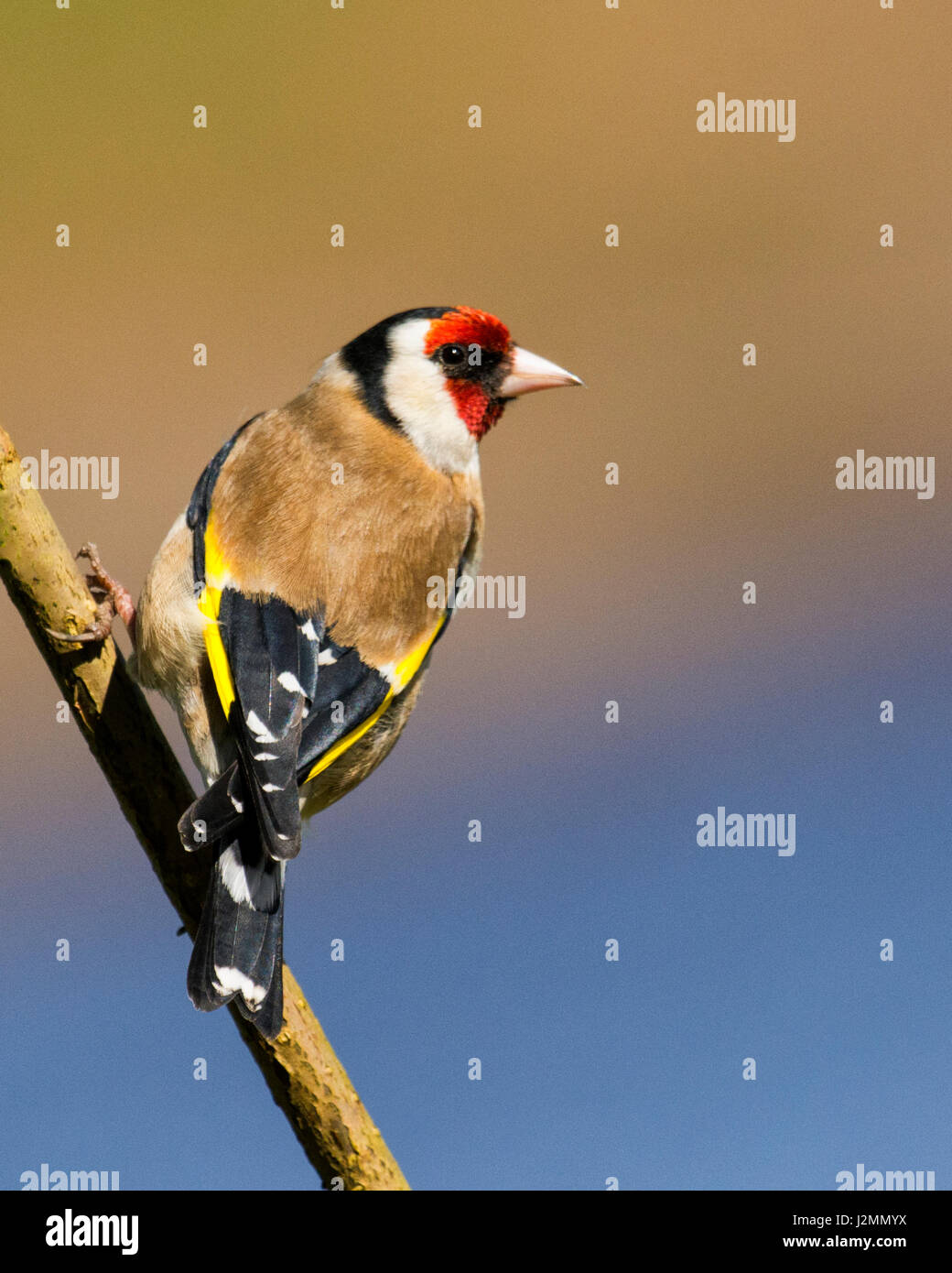 Europäische Goldfinch Stockfoto