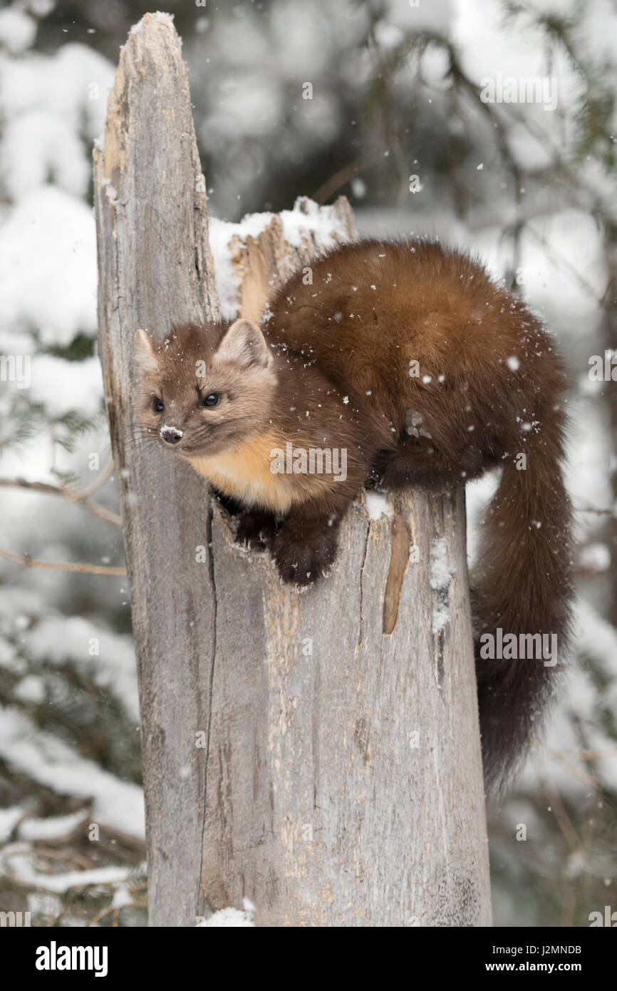 Amerikanische Baummarder / Baummarder / Fichtenmarder (Martes Americana) im Winter bei Schneefall, sitting on Top of a gebrochenen Baum, Yellowstone NP, USA Stockfoto