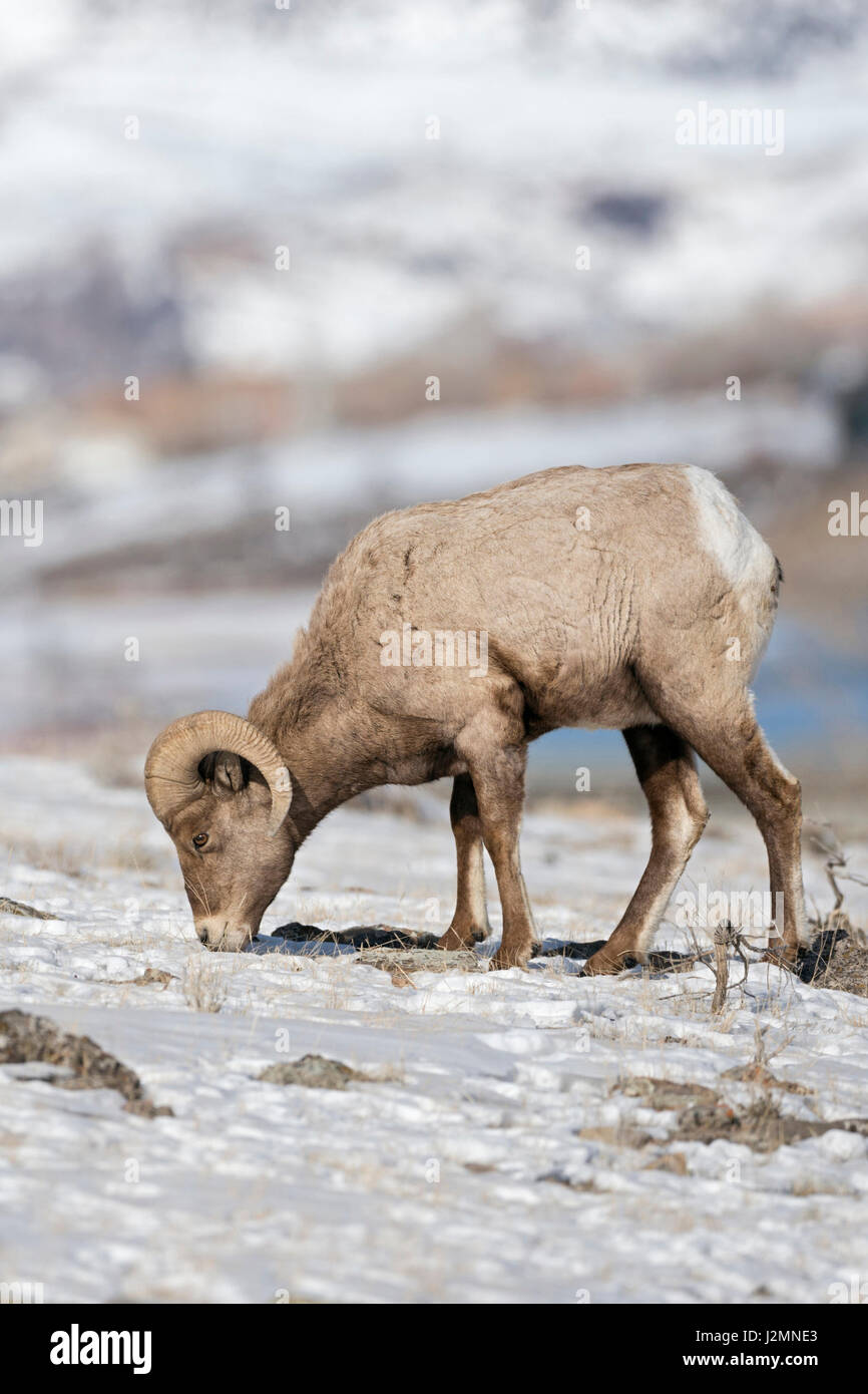 Rocky Mountain Bighorn Sheep / Dickhornschaf (Ovis Canadensis), ram im Winter ernähren sich von Gräsern zwischen Schnee, Yellowstone-Gebiet, USA. Stockfoto