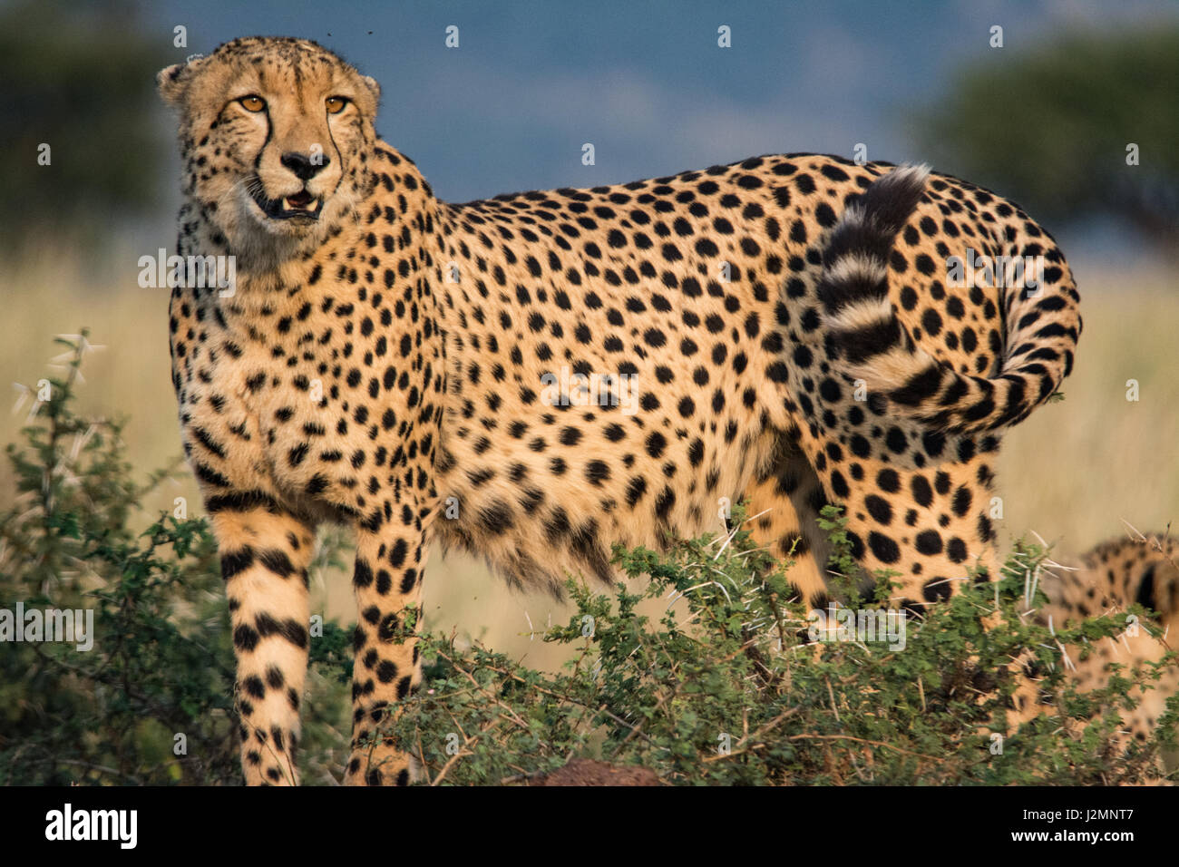 Gepard (Acinonyx Jubatus) im Pilanesberg National Park, North West Province, Südafrika Stockfoto