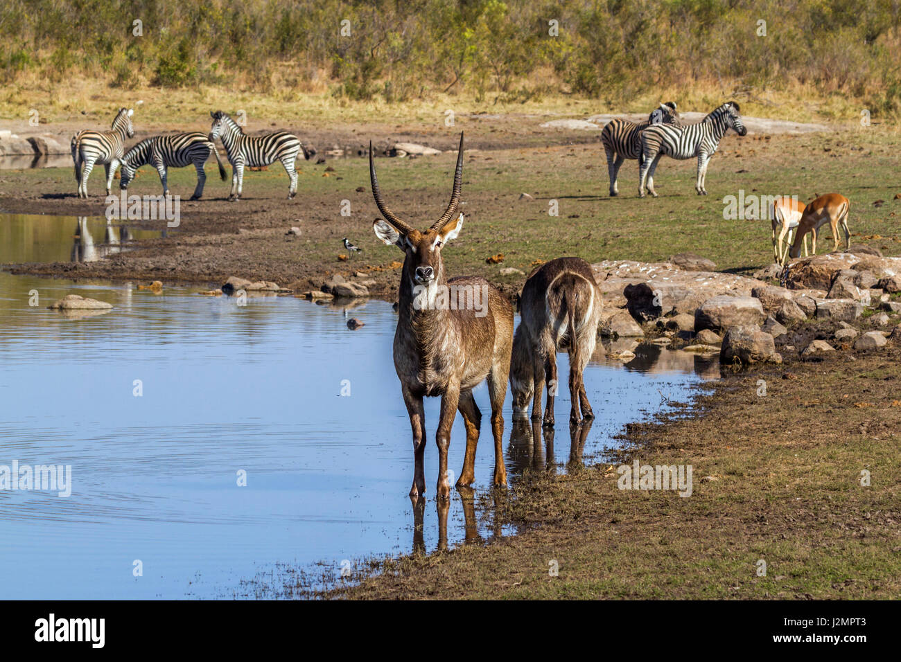 Wasserbock im Krüger-Nationalpark, Südafrika; Specie Kobus Ellipsiprymnus Familie der Horntiere Stockfoto