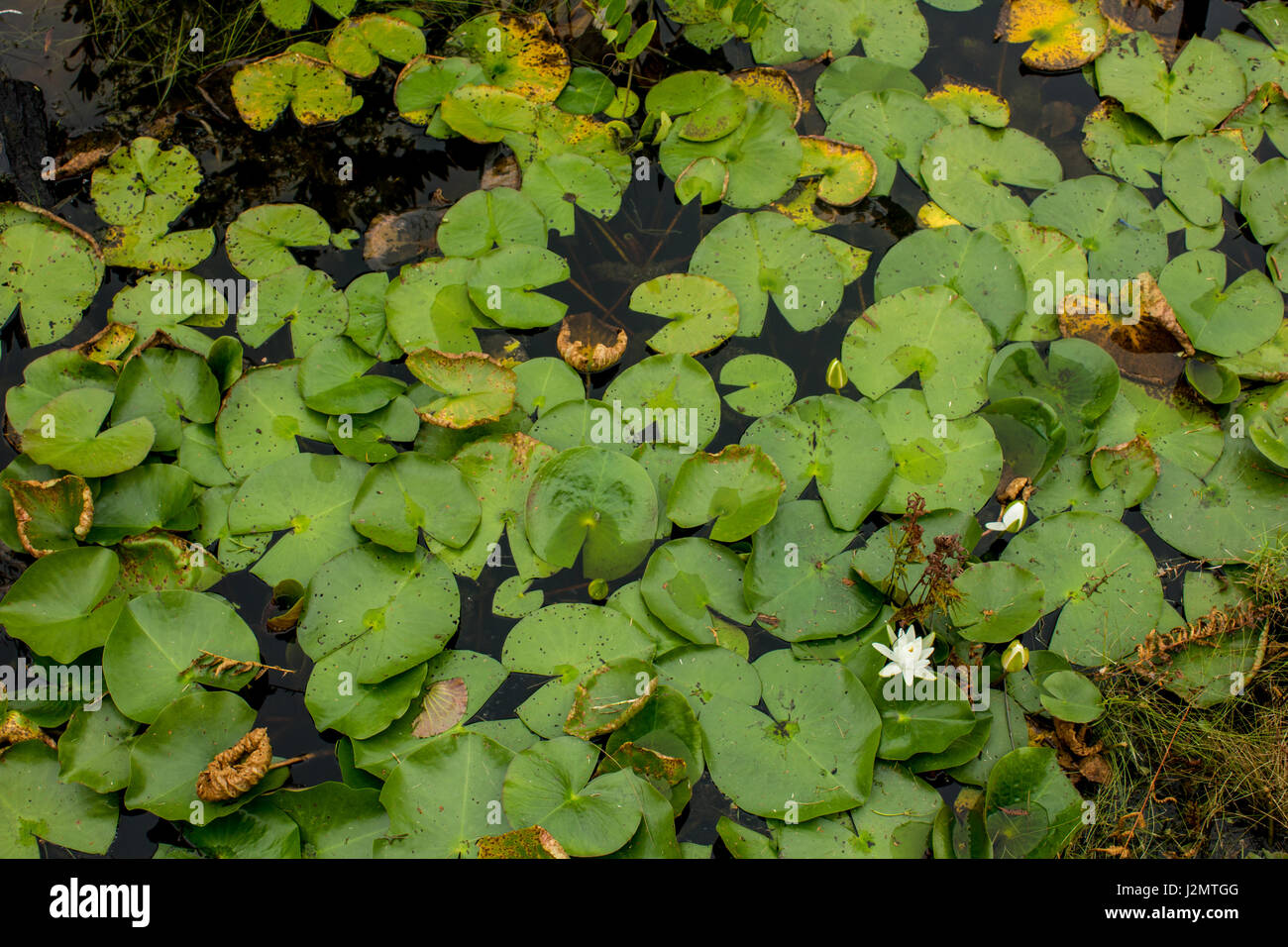 Lilly Pads im Okefenokee Swamp schweben Stockfoto