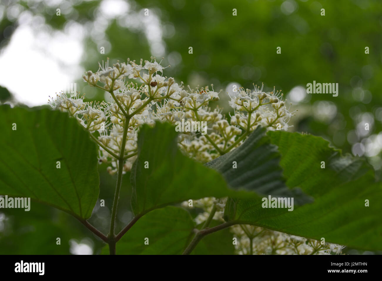 Nahaufnahme Fotos von Blumen, Pflanzen und Bäume Stockfoto