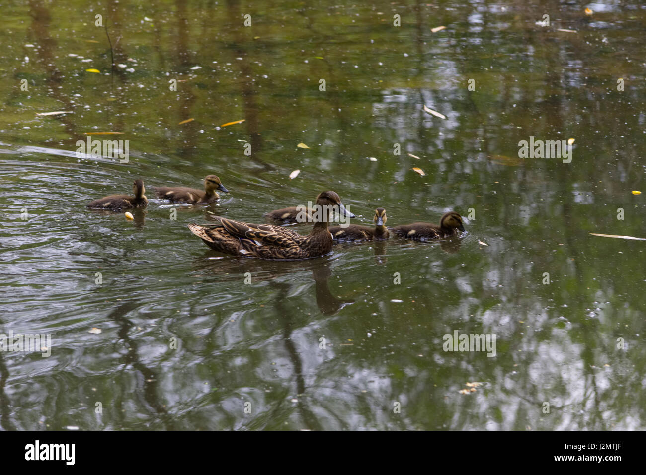 Tierwelt und Landschaft Fotos Stockfoto