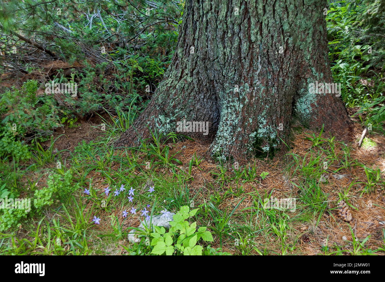 Blick auf Waldwiese, Rasen und Teil des Rumpfes eines Lebewesens im Mittelteil im Rila-Gebirge in Richtung Maliovitza Peak, Bulgarien Stockfoto