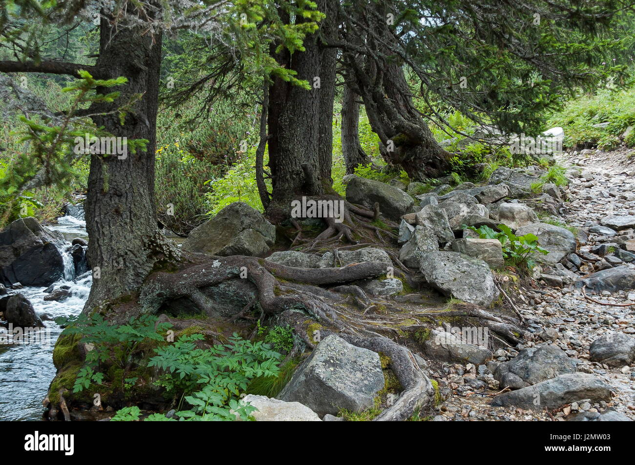 Blick auf Berg Lichtung, Fluss und Baum mit große Root auf dem ökologischen Weg in Richtung Maliovitza Höhepunkt im Rila-Gebirge, Bulgarien Stockfoto