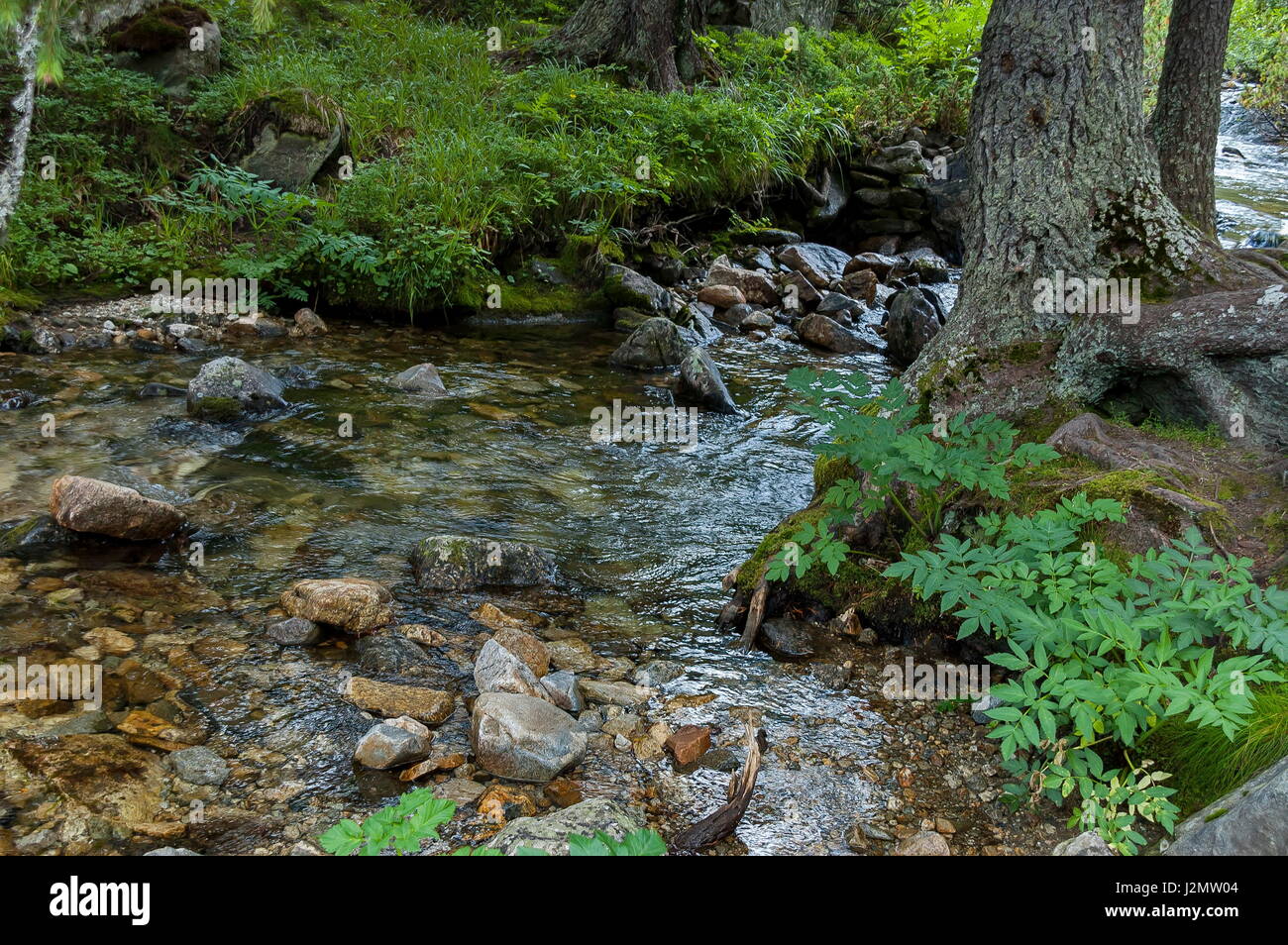 Blick auf Berg Lichtung, Fluss und Baum mit große Root auf dem ökologischen Weg in Richtung Maliovitza Höhepunkt im Rila-Gebirge, Bulgarien Stockfoto