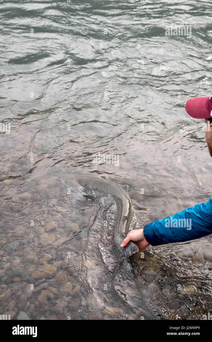 Angler Freigeben einer wilden Steelhead im pazifischen Nordwesten Stockfoto