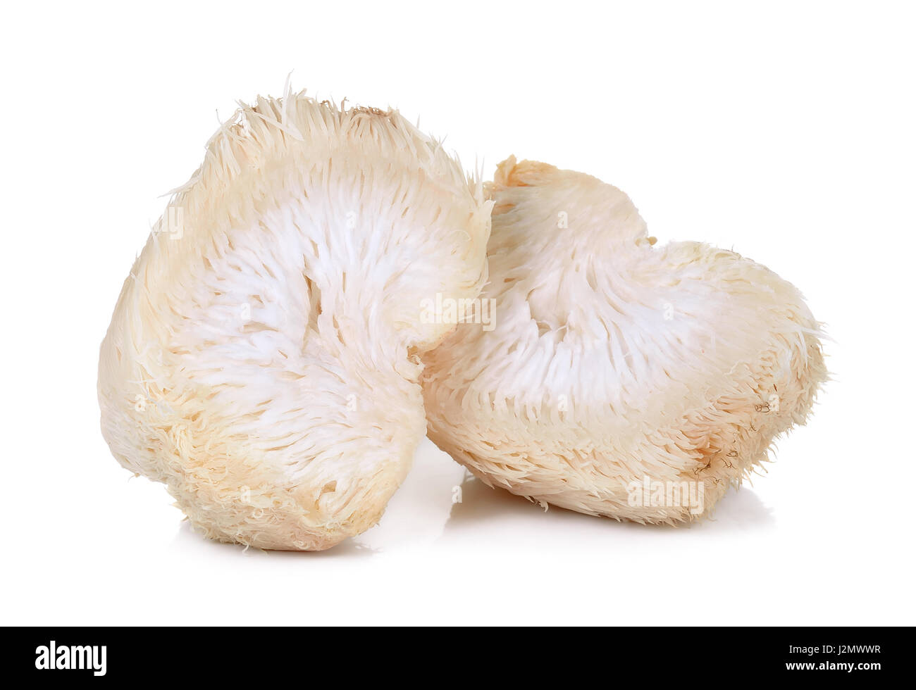 Löwe Mähne Pilz isoliert auf weißem Hintergrund. Stockfoto
