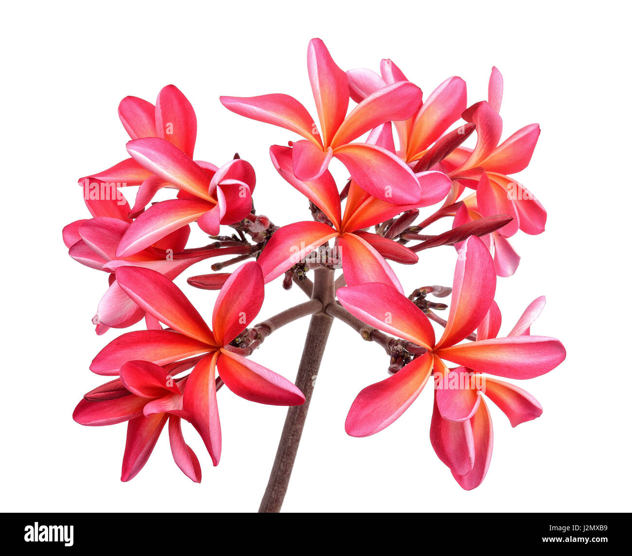 Frangipani Blume auf dem weißen Hintergrund isoliert. Stockfoto