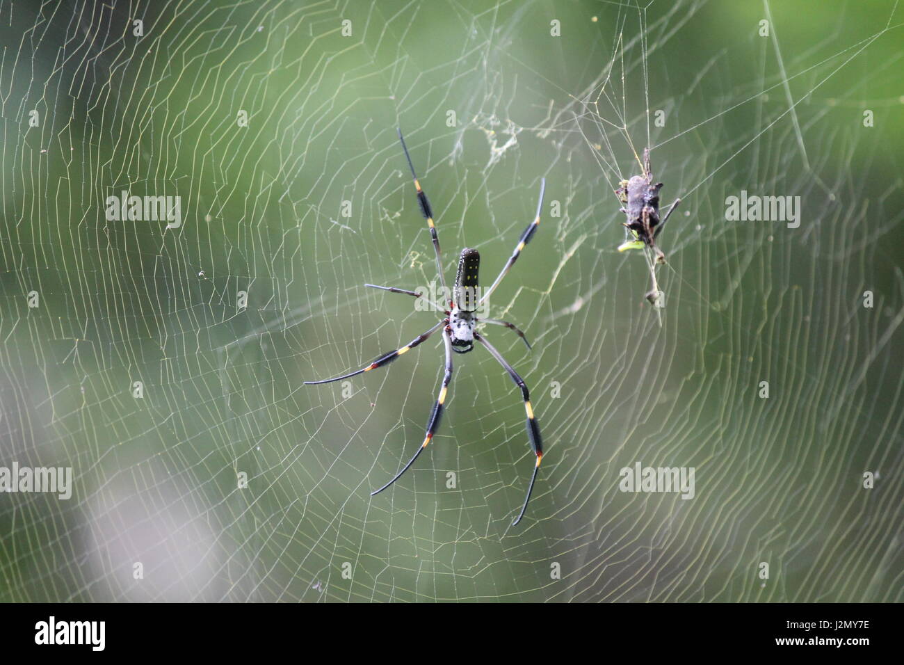 Gelb und schwarz tropische Spinne im Regenwald Stockfoto