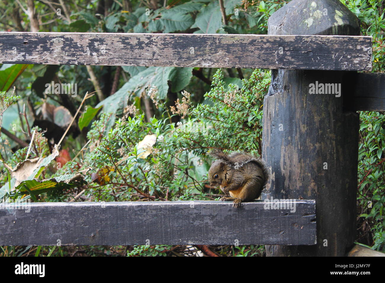Eichhörnchen Sie auf Felsvorsprung im Regenwald Stockfoto