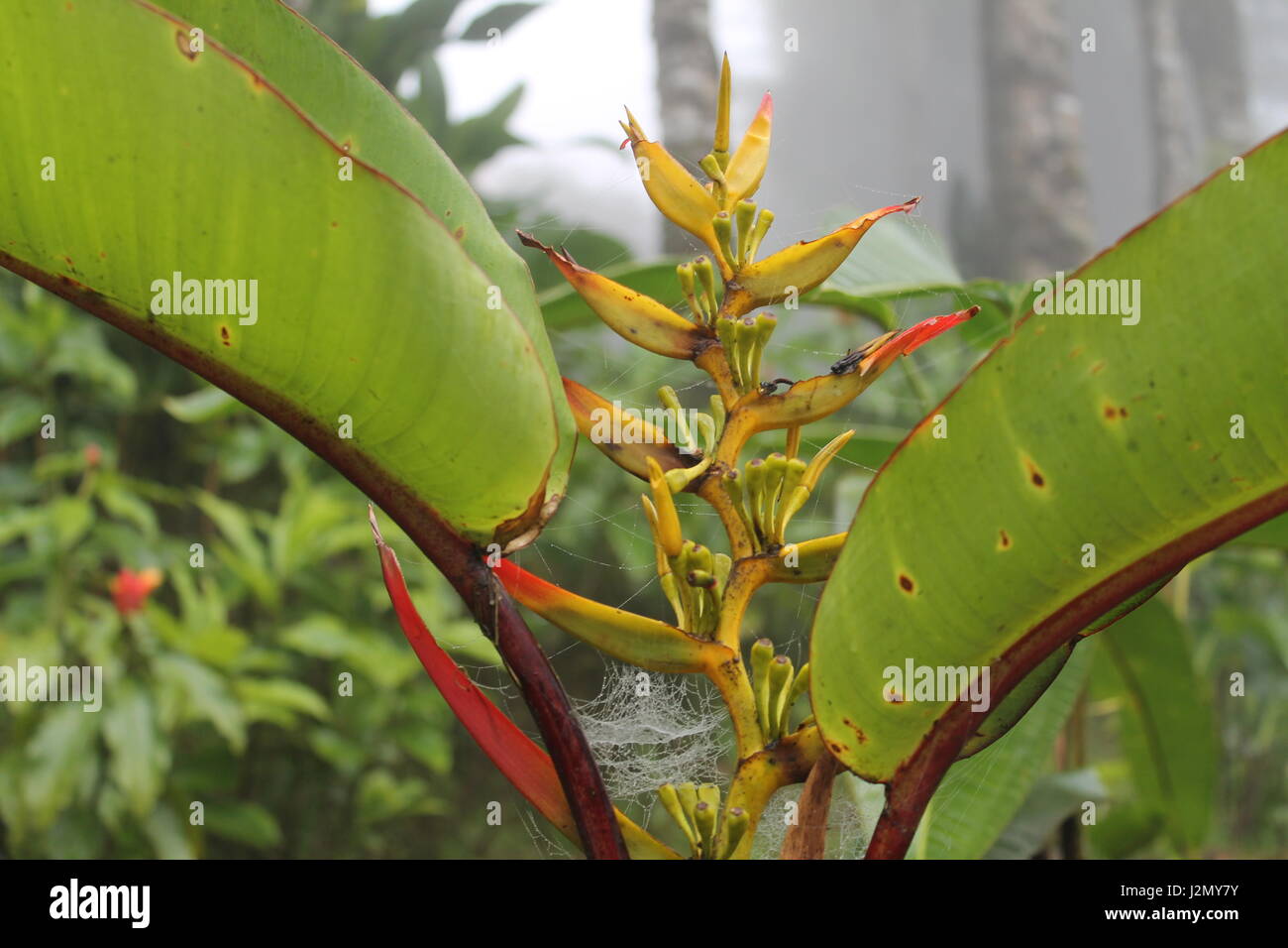 Rote und gelbe tropische Pflanze im Regenwald Stockfoto