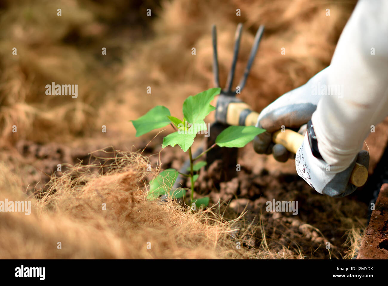 ökologischen Landbau Stockfoto