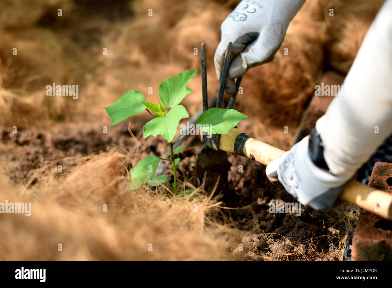 ökologischen Landbau Stockfoto