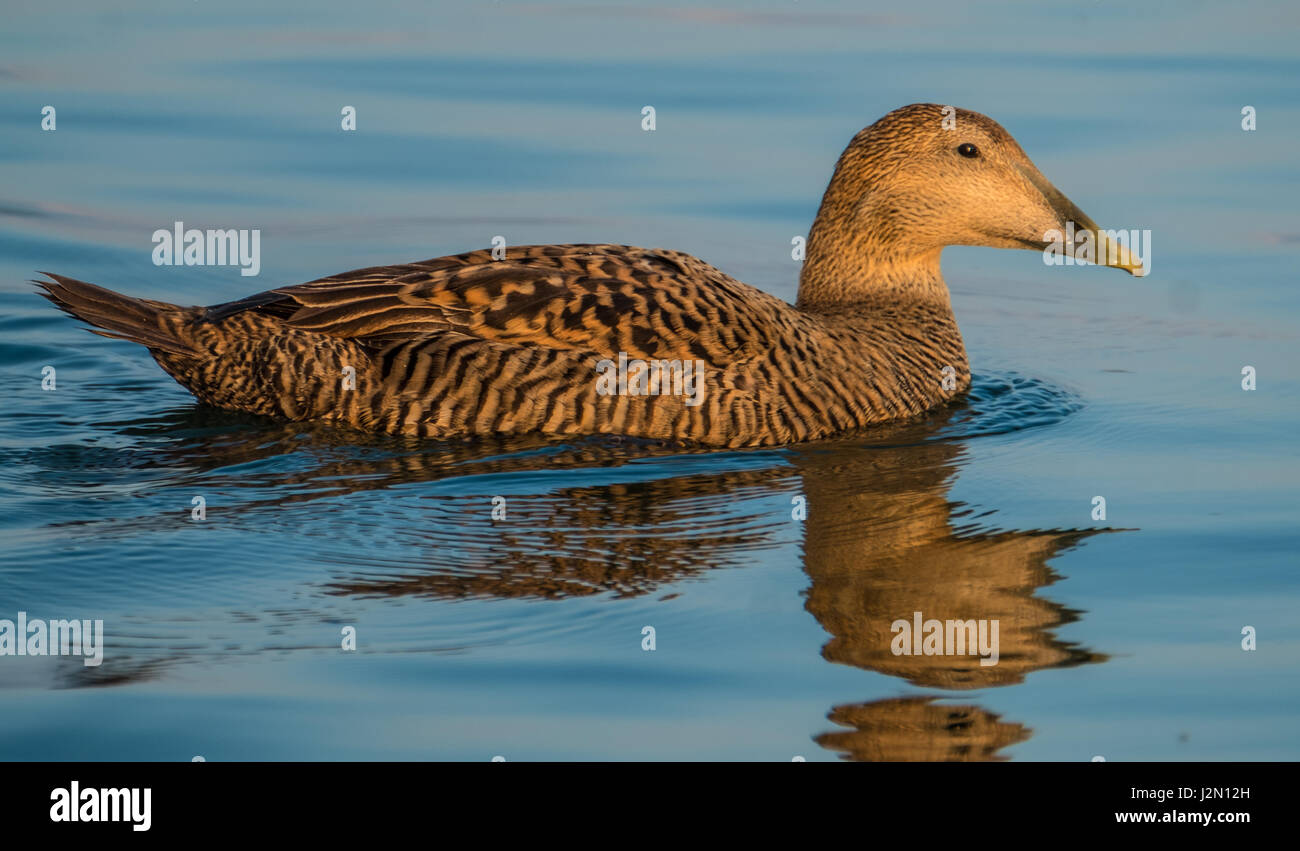 Weiblichen Eiderente, ein großes Meer-Ente, die über den nördlichen Küsten von Europa, Nordamerika und Ostsibirien verteilt ist. Eine große Herde hat anpassen Stockfoto
