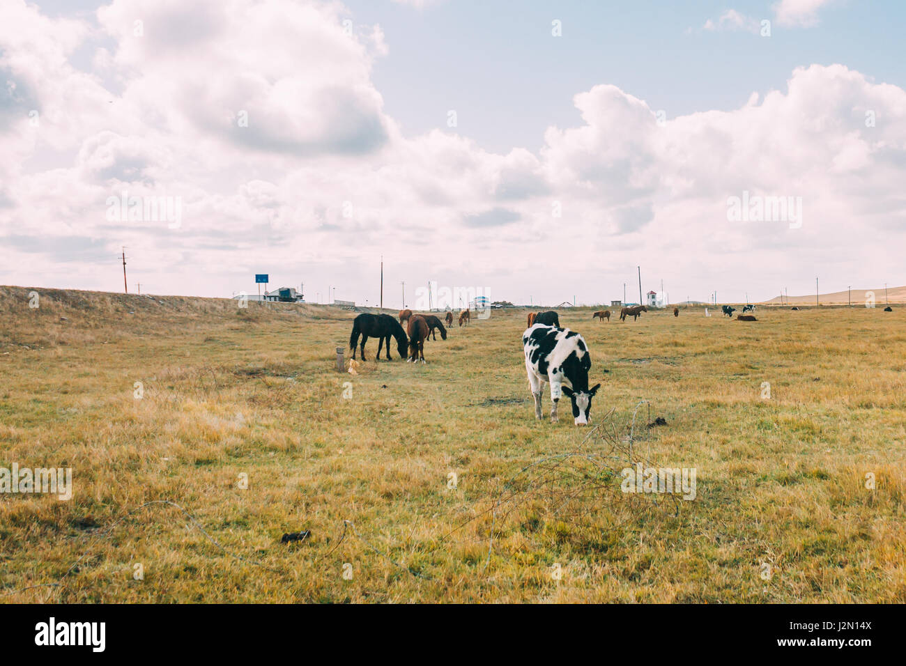 Eine Herde von Yaks und Kuh im Grünland, Innere Mongolei, China Stockfoto