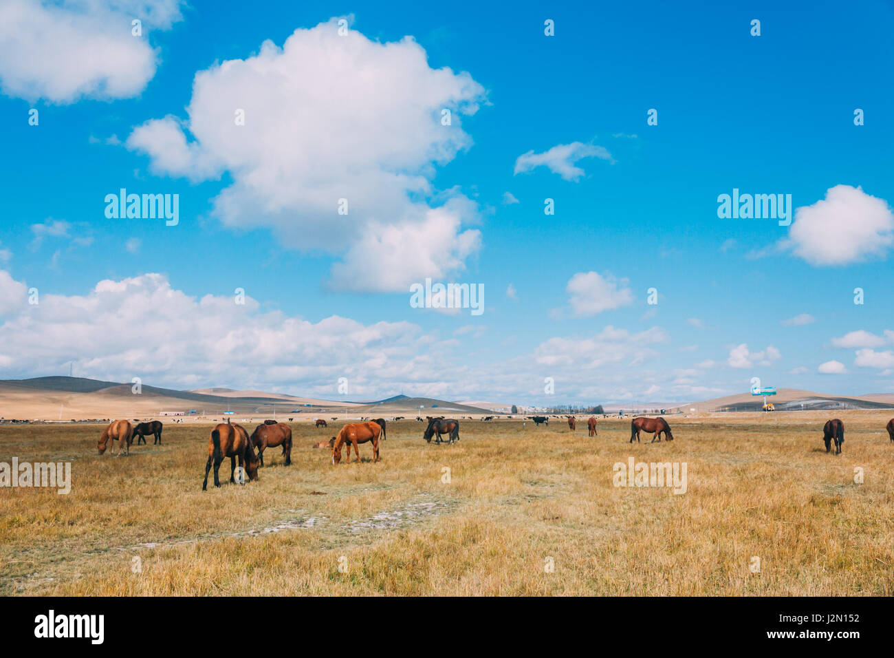 Eine Herde von Hores Fütterung im Grünland gegen Hügel und Berge, Innere Mongolei, China Stockfoto