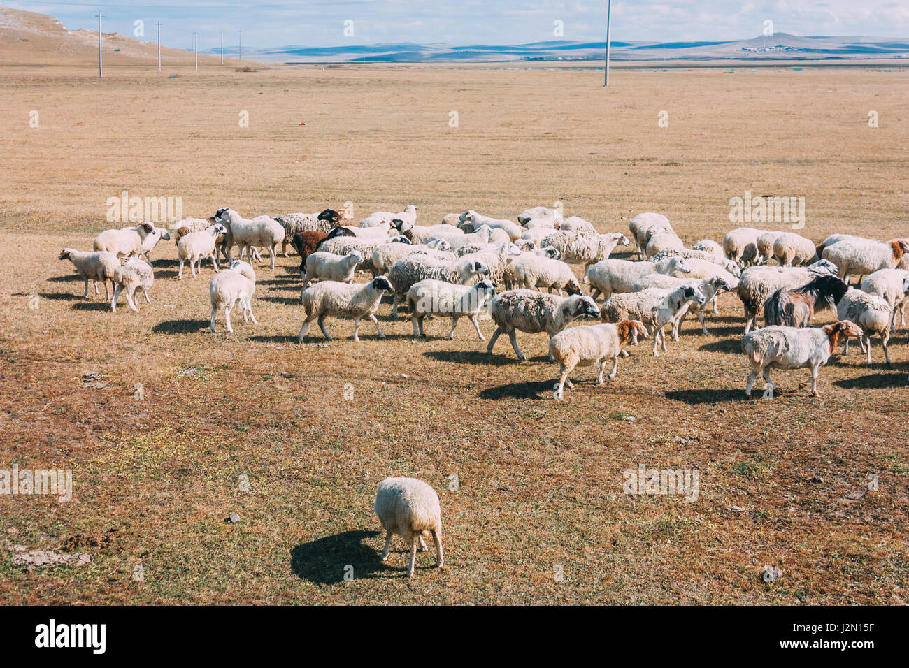 Eine Herde Schafe füttern auf der Wiese gegen Hügel und Berge, Innere Mongolei, China Stockfoto