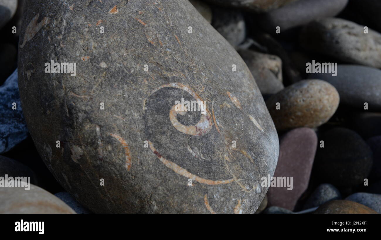 Euomphalus Fossil aus South wales Stockfoto